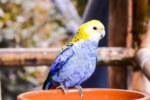 Small parrot in the zoo photo