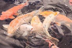 Koi fishes in the pond photo