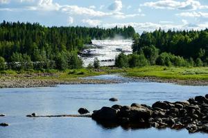 Forest in Sweden photo