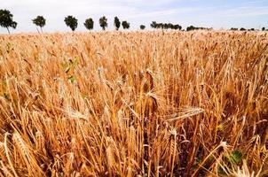 Field of wheat photo