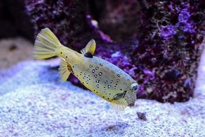 peces en el acuario foto