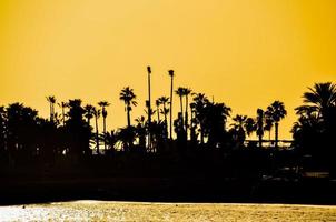 Palm trees at sunset photo