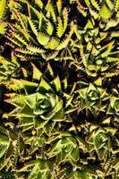 Flourishing succulent plant photo