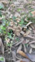 vreemd vormen van natuur beeldmateriaal vrij video