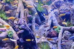 Fish in the aquarium photo