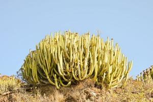 Green cacti plants photo