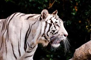 blanco Tigre a el zoo foto