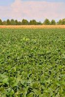 Field of crops photo