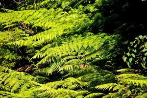 hojas verdes en el bosque foto