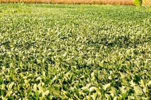 Field of crops photo