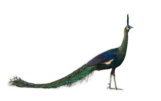 Green peafowl male or Indonesian fowl isolated on white background the national holy bird of Myanmar from side angle view with colorful vibrant feather color photo