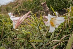White Lily flower blossom on the peak mountain when spring season. The photo is suitable to use for flower background, traveler poster and botanical content media.