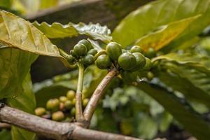 Green coffee bean when spring season on tropical forest. The photo is suitable to use for nature background, coffee shop background and agricultural content media.