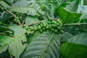verde café frijol cuando primavera temporada en tropical bosque. el foto es adecuado a utilizar para naturaleza fondo, café tienda antecedentes y agrícola contenido medios de comunicación.