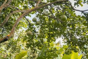 grande naranja Fruta árbol cuando cosecha temporada llamado jeruk bali foto es adecuado a utilizar para naturaleza fondo, botánico póster y naturaleza contenido medios de comunicación.