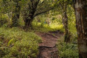 The way going to deep forest when spring time. The photo is suitable to use for adventure content media, nature poster and forest background.