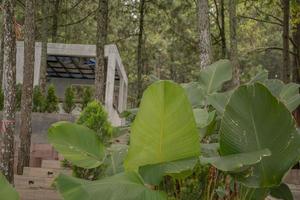 verde jardín lleno con decorativo planta y colaborar con verde café tienda. el foto es adecuado a utilizar para verde café tienda fondo, promover póster y decorativo planta contenido medios de comunicación.