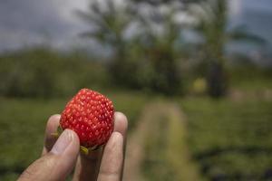 Close up photo strawberry holding by farmer when harvest season on the backyard garden Malang. The photo is suitable to use for botanical poster, background and harvest advertising.