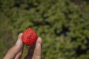 Close up photo strawberry holding by farmer when harvest season on the backyard garden Malang. The photo is suitable to use for botanical poster, background and harvest advertising.