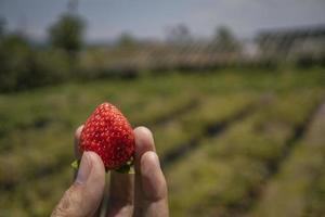 Close up photo strawberry holding by farmer when harvest season on the backyard garden Malang. The photo is suitable to use for botanical poster, background and harvest advertising.