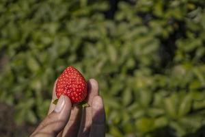 Close up photo strawberry holding by farmer when harvest season on the backyard garden Malang. The photo is suitable to use for botanical poster, background and harvest advertising.