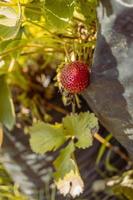 Close up photo of red strawberry when harvest season on the backyard garden. The photo is suitable to use for botanical poster, background and harvest advertising.