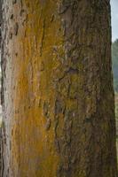 Close up photo surface texture of tree trunk on backyard, with yellow moss. Close up photo surface texture of tree trunk on backyard, with yellow moss.