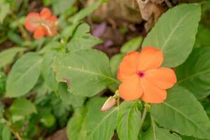 Orange wild flower blossom when springtime. The photo is suitable to use for flower background, traveler poster and botanical content media.