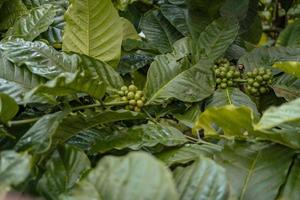 Green coffee bean when spring season on tropical forest. The photo is suitable to use for nature background, coffee shop background and agricultural content media.