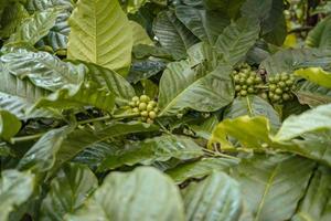 Green coffee bean when spring season on tropical forest. The photo is suitable to use for nature background, coffee shop background and agricultural content media.