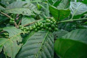 verde café frijol cuando primavera temporada en tropical bosque. el foto es adecuado a utilizar para naturaleza fondo, café tienda antecedentes y agrícola contenido medios de comunicación.