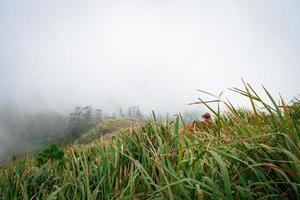 The way going to peak mountain, with Savana and foggy vibes. The photo is suitable to use for adventure content media, nature poster and forest background.