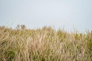 el camino yendo a pico montaña, con savana y brumoso vibras. el foto es adecuado a utilizar para aventuras contenido medios de comunicación, naturaleza póster y bosque antecedentes.