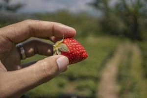 Close up photo strawberry holding by farmer when harvest season on the backyard garden Malang. The photo is suitable to use for botanical poster, background and harvest advertising.