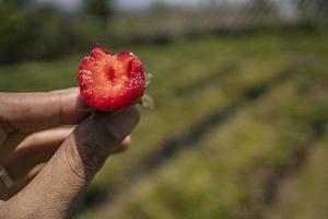 Close up photo of strawberry crop when harvest season on the up hill garden Malang. The photo is suitable to use for botanical poster, background and harvest advertising.