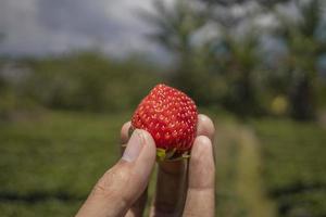 Close up photo strawberry holding by farmer when harvest season on the backyard garden Malang. The photo is suitable to use for botanical poster, background and harvest advertising.