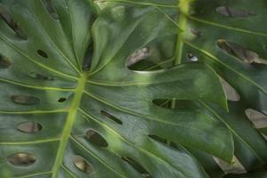 Close up photo of big green leaf of decorative plant. The photo is suitable to use nature background, green leaf poster and green plant content media.