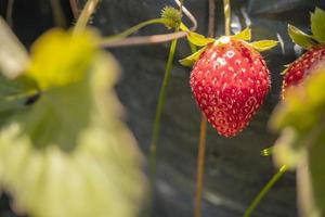 cerca arriba foto de rojo fresa cuando cosecha temporada en el patio interior jardín. el foto es adecuado a utilizar para botánico póster, antecedentes y cosecha publicidad.