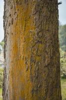 Close up photo surface texture of tree trunk on backyard, with yellow moss. Close up photo surface texture of tree trunk on backyard, with yellow moss.