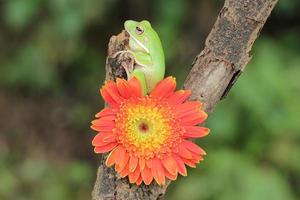 Macro Stage of Frog and Orange Flower photo