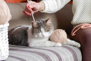 A woman with knitting needles in her hands is stroking her domestic cat. photo