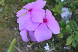 blur abstract background of Beautifully colored flowers photo