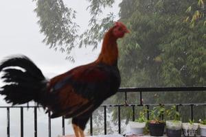 blurred abstract background of a rooster photo