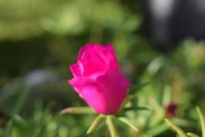 blur abstract background of Beautifully colored flowers photo