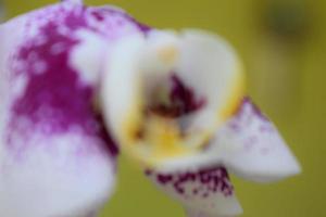 blur abstract background of Beautifully colored flowers photo