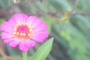 Creative layout made of flowers and green leaves. Zinnia elegans close up photo during the day. Natural concept