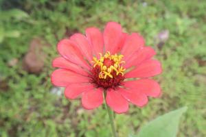 Creative layout made of flowers and green leaves. Zinnia elegans close up photo during the day. Natural concept