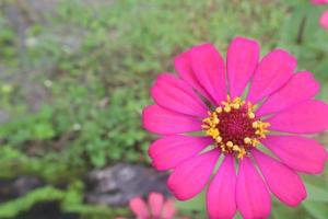 Creative layout made of flowers and green leaves. Zinnia elegans close up photo during the day. Natural concept