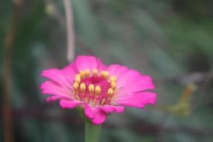 Creative layout made of flowers and green leaves. Zinnia elegans close up photo during the day. Natural concept