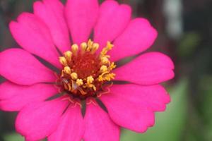 Creative layout made of flowers and green leaves. Zinnia elegans close up photo during the day. Natural concept